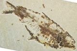 Detailed Fossil Fish (Knightia alta) - Wyoming #344734-1